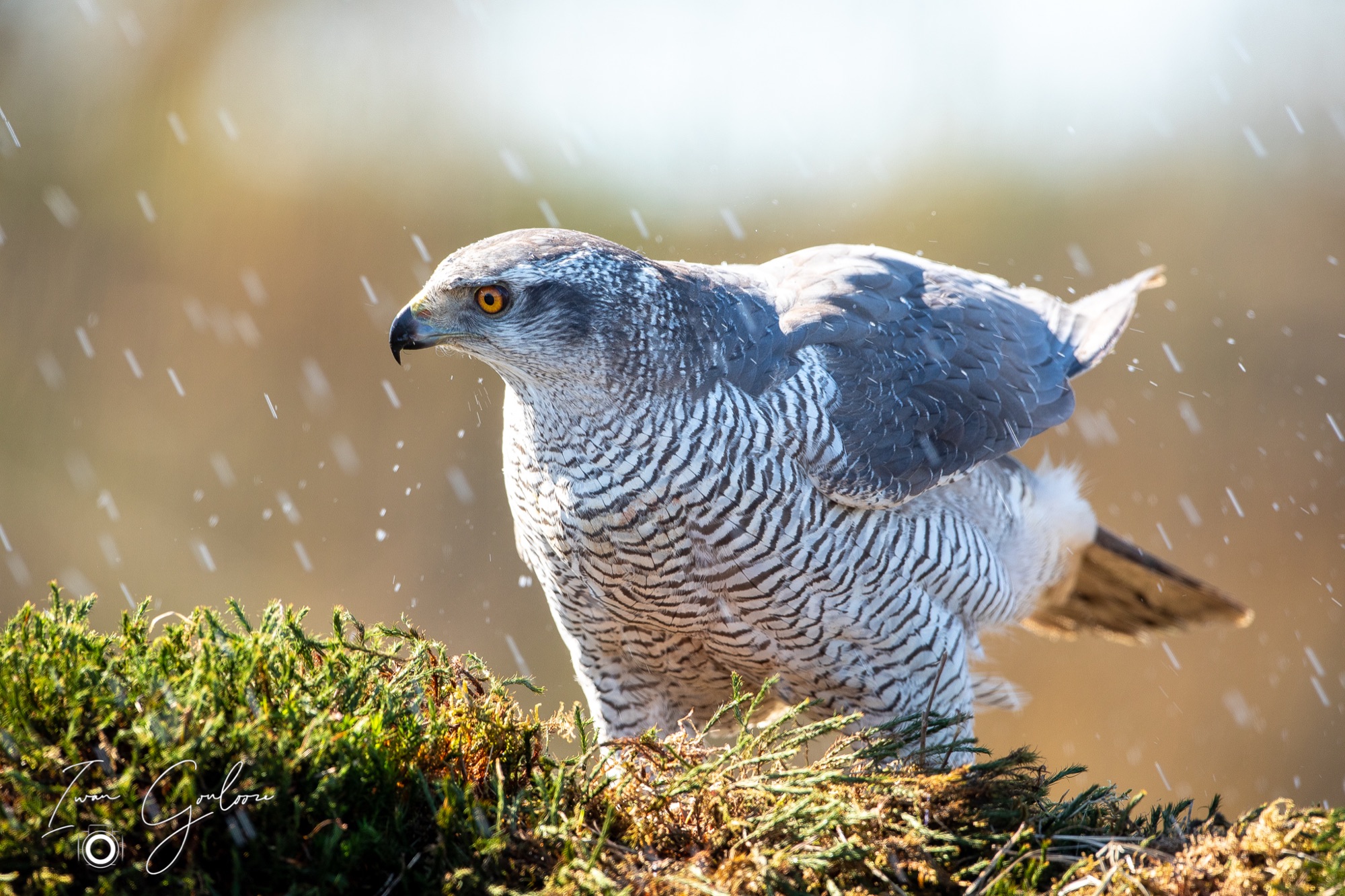 27 maart 2022 143401  5D44845